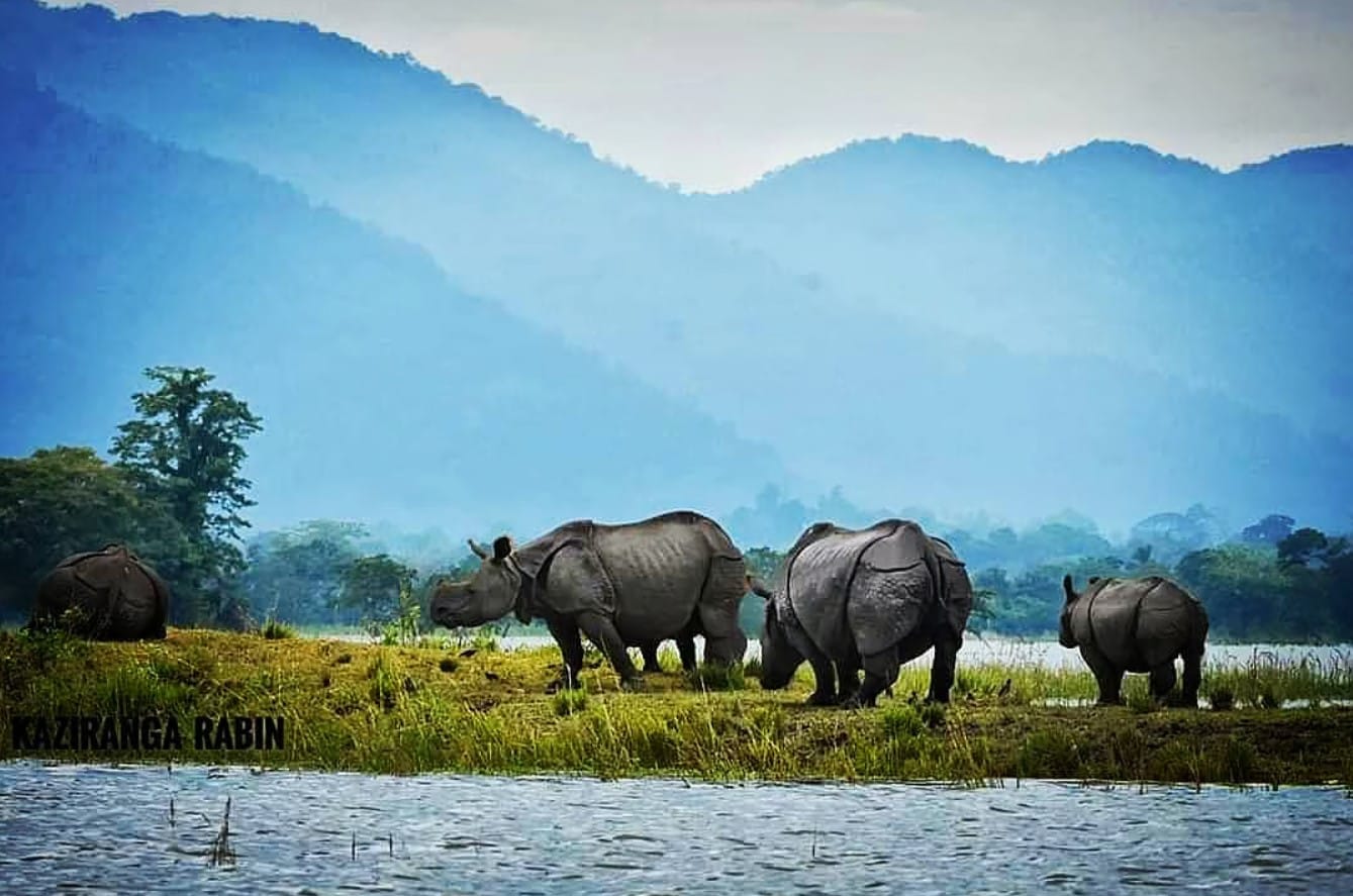 Kaziranga National Park Has the Highest Number of One-Horned Rhinos