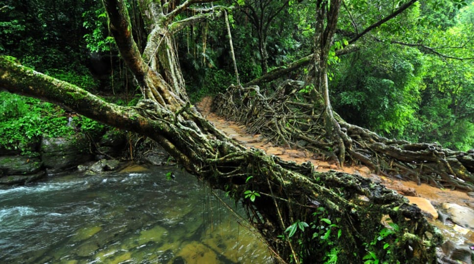 Meghalaya’s Living Root Bridges Are a Natural Marvel