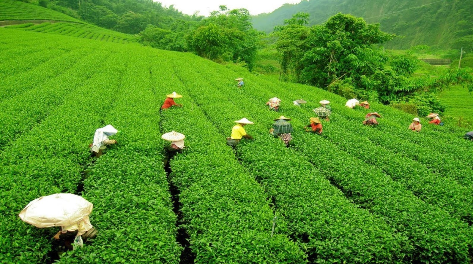 The Origin and Evolution of Assam Tea